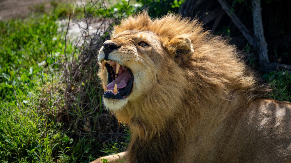     Фото: Mustafa Masetic/Shutterstock/FOTODOM