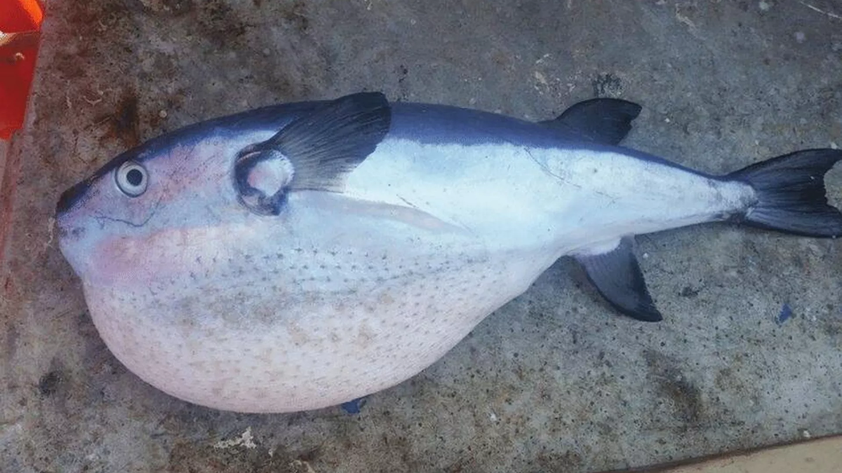 © Courtesy of Archil Guchmanidze