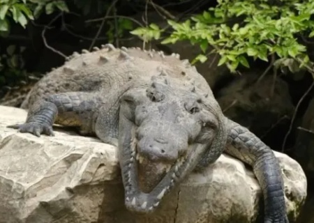    Трамп одобрил строительство тюрем под охраной крокодилов и ядовитых змей