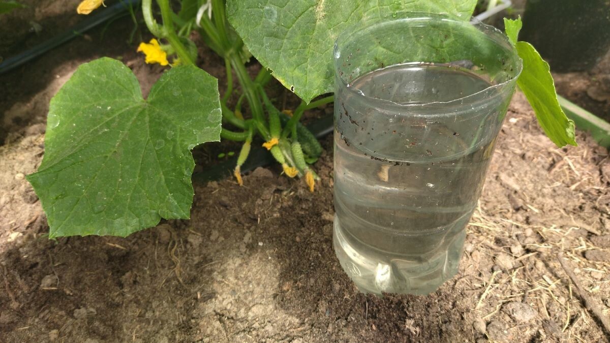 Огурцы. Фото автора 