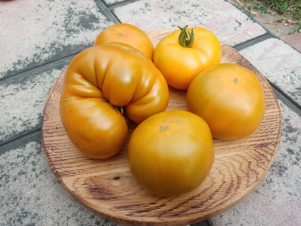 Фото автора от 24.07.2025г. Групповой портрет помидоров Терракота.