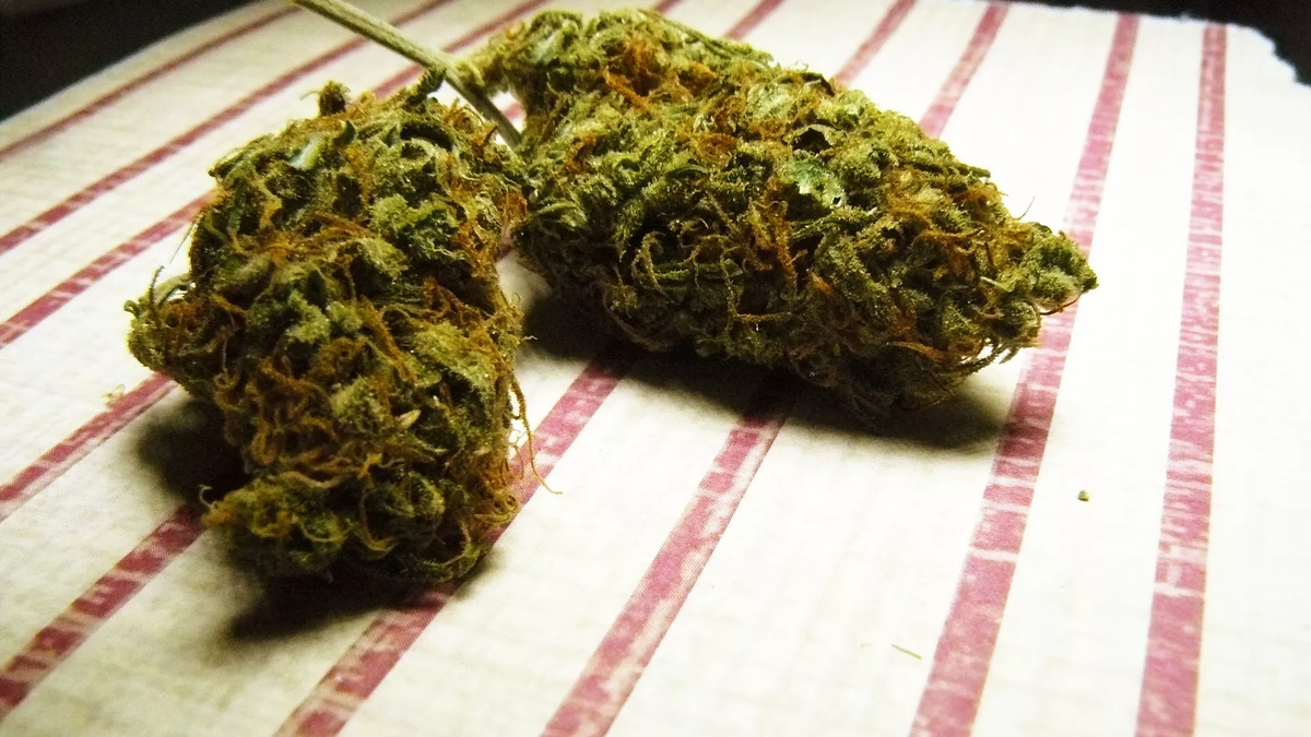 CC BY 2.0 / Flickr / tanjila ahmed / Marijuana