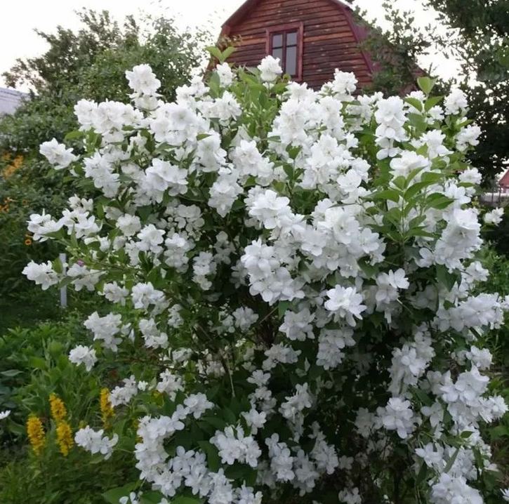 Из интернета.