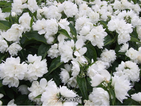 Из интернета. Чубушник Выхова.