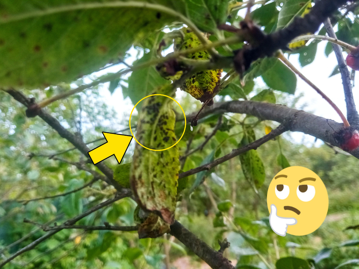 Тля заполонила всё дерево 🌲