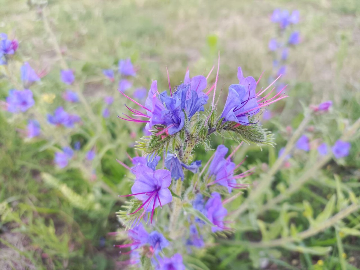 фото атвора