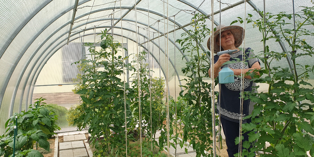 Трипс, тля, белокрылка... Лучшая схема борьбы с ними!