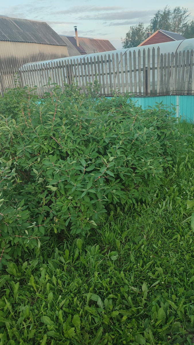 Мои кусты жимолости. Фото автора. 