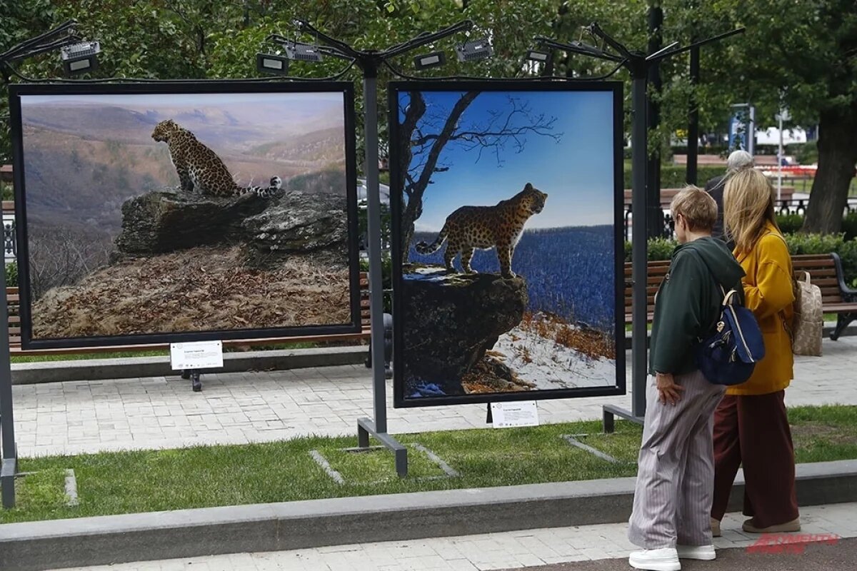    Экспозиция включает лучшие работы Сергея Горшкова, посвященные дальневосточному леопарду и амурскому тигру.