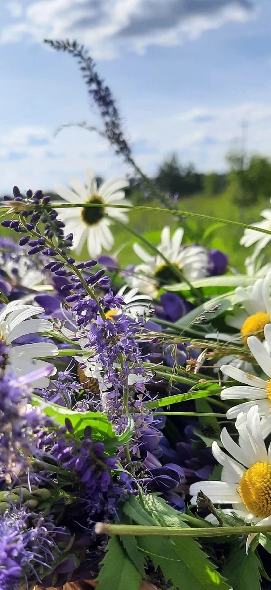 Кругом разнотравье! 