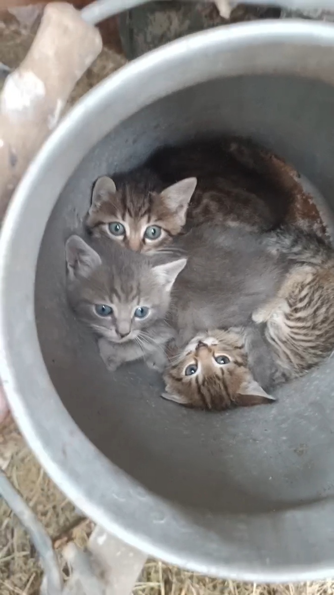 Те самые пупсики💔