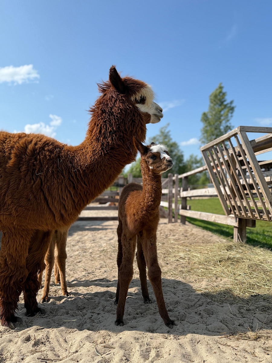Листайте вправо, чтобы увидеть больше изображений