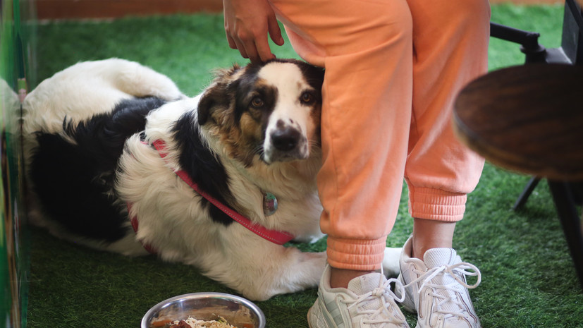   Gettyimages.ru Luis Gandarillas / Anadolu Agency