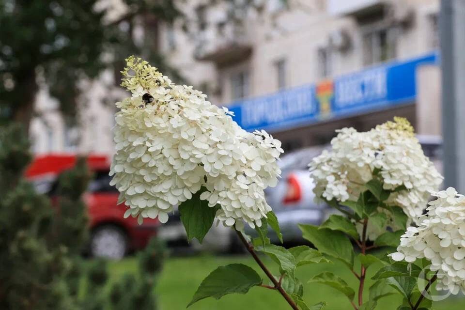    Фото: Дмитрий Рогулин/"Городские вести"