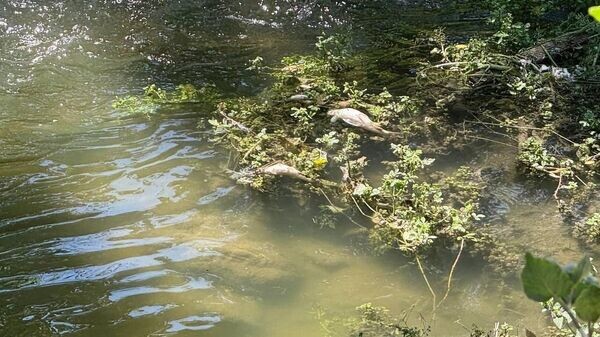    © ТГ-канал Ольга Шевцова