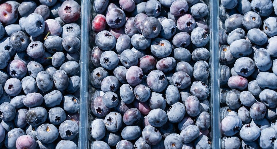    Подмосковная голубика в плодопитомнике «Ягода-малина», округ Шаховская / Медиасток.рф