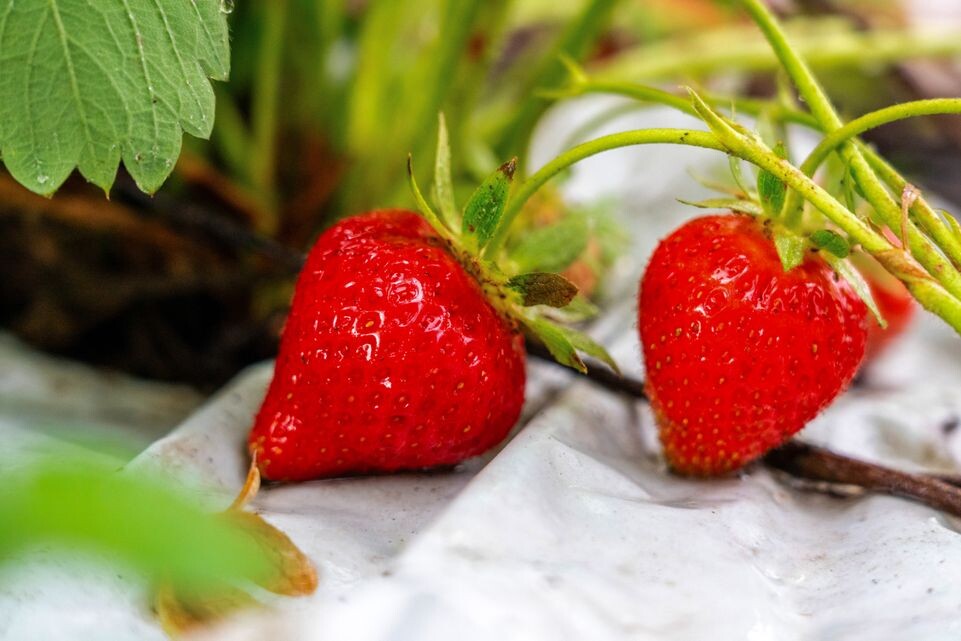    Поля клубники фермерского хозяйства «Вилла изобилия» в деревне Прончищево округа Серпухов / Медиасток.рф