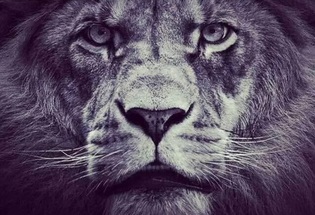 яндекс поиск