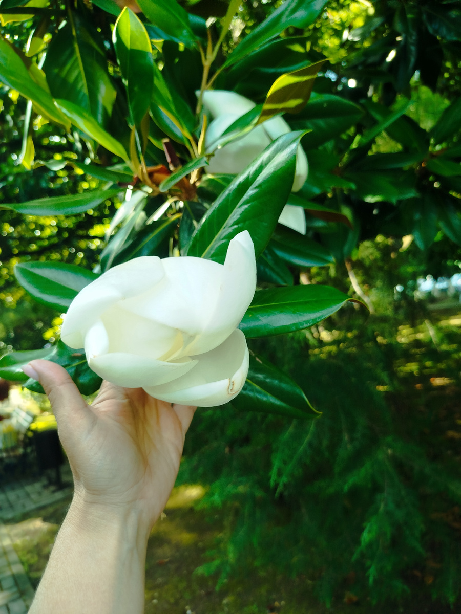 Последние цветы магнолий