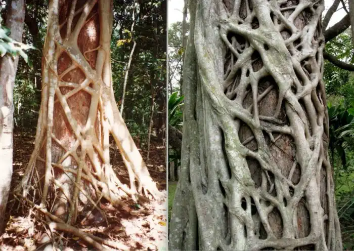 Фикус-душитель