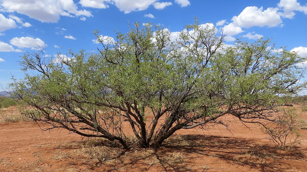 Мескитовый куст