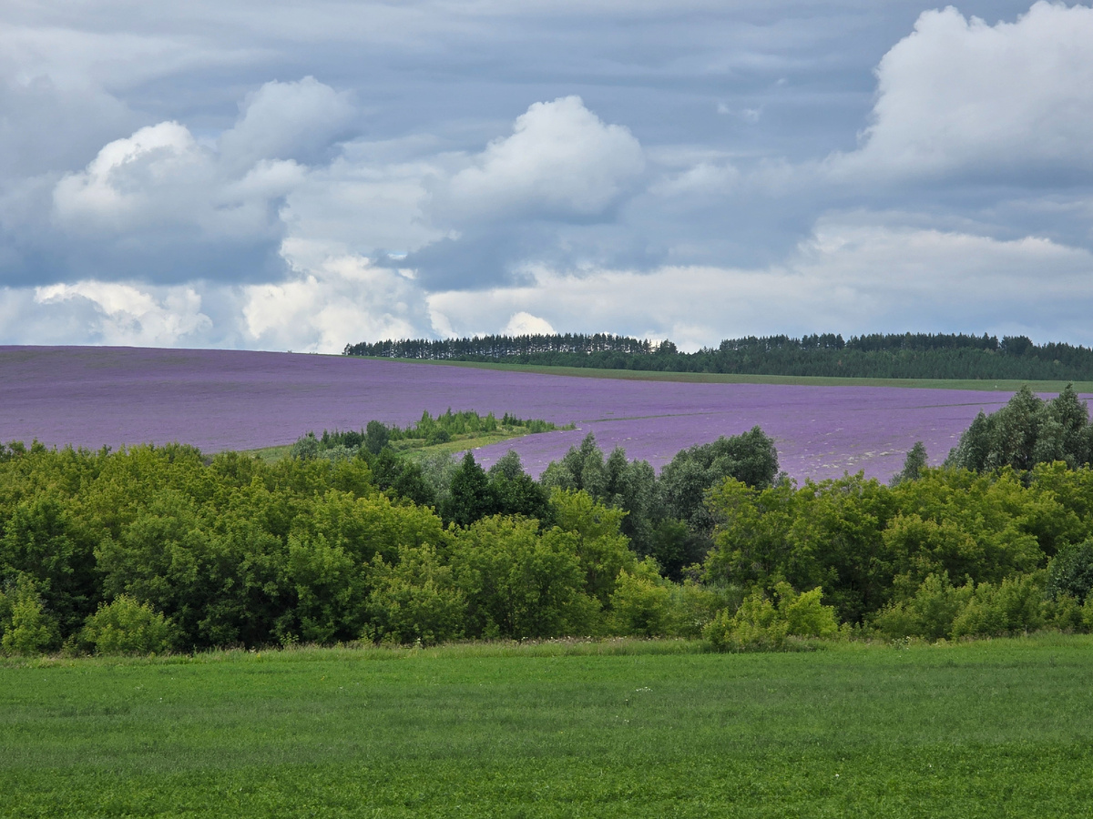 поле с фасцелией. Это сидерат и медонос