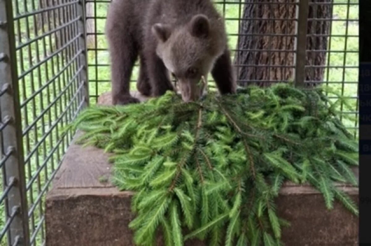    Медведица из Нытвы потихоньку отращивает бока.