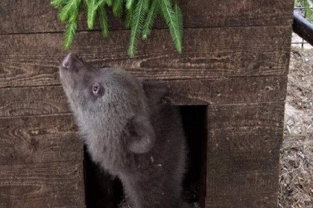    Фото: Центр спасения медвежат-сирот