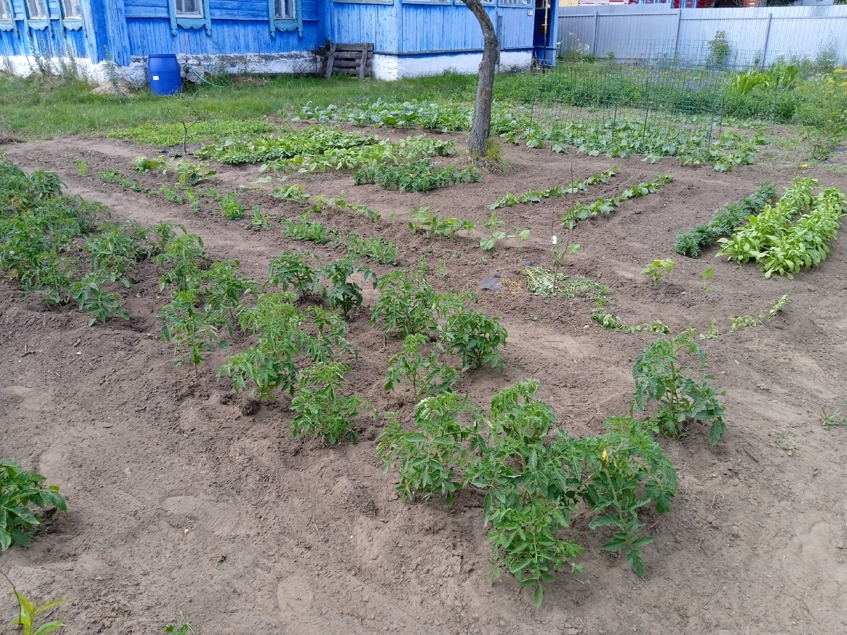 Последняя прополка в июне.