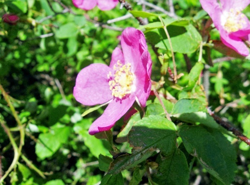 Фотографии Татьяны Немшановой. Лето Северное. Цветёт шиповник дикий. Западная Сибирь, Приполярный Урал, Зауралье, ХМАО Югра, лес северный таёжный. Окрестности села Саранпауль. Природа севера Сибири.