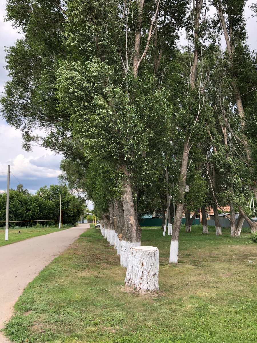 Аллея тополей. Фото автора.