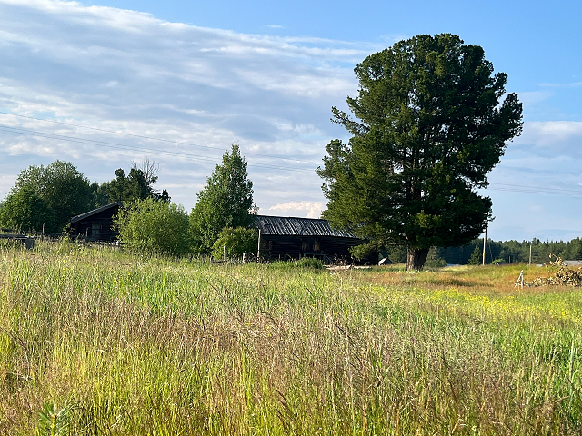 Еще один кедр
