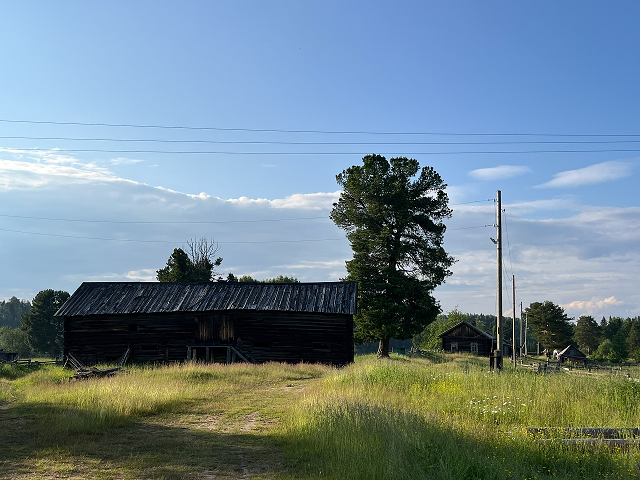 Поселок Якша, один из кедров
