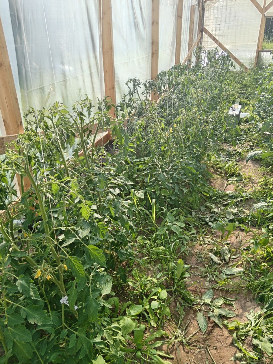 Томаты до пассынкования.