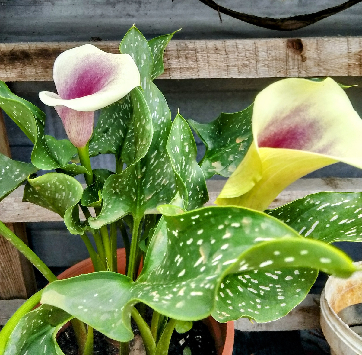 Каллы цветут 