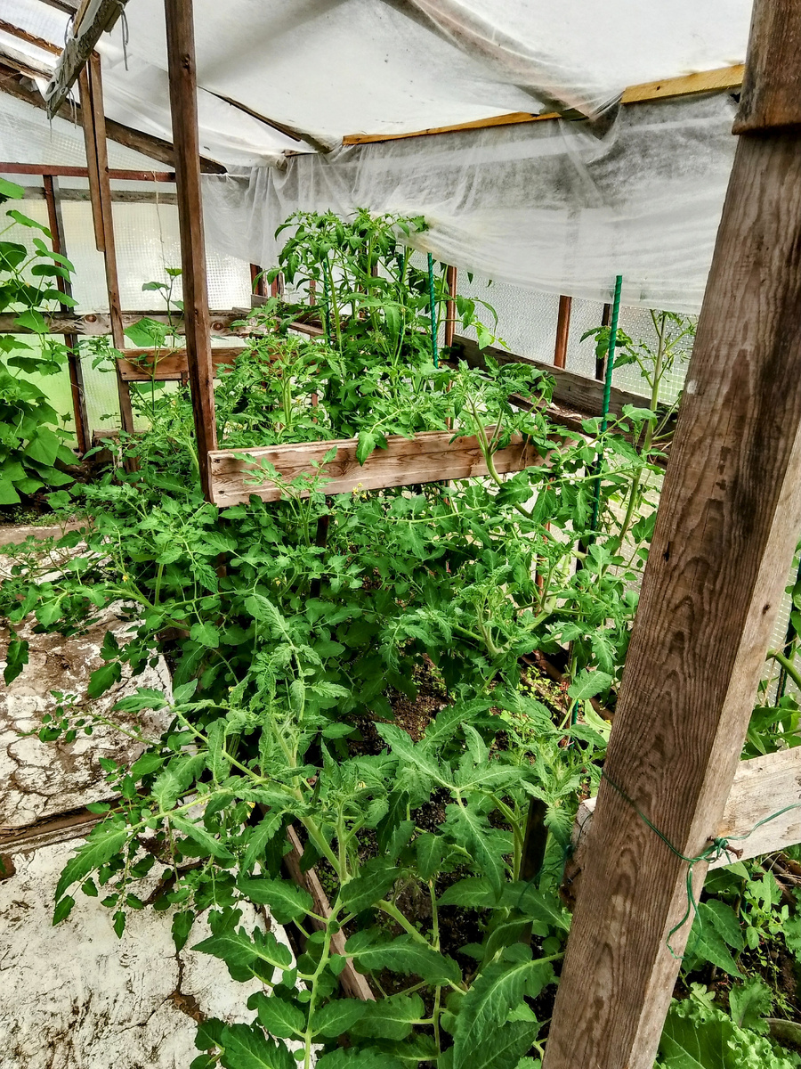 Помидорный лес