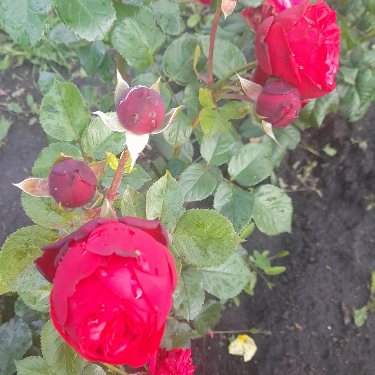 Красавицы мои