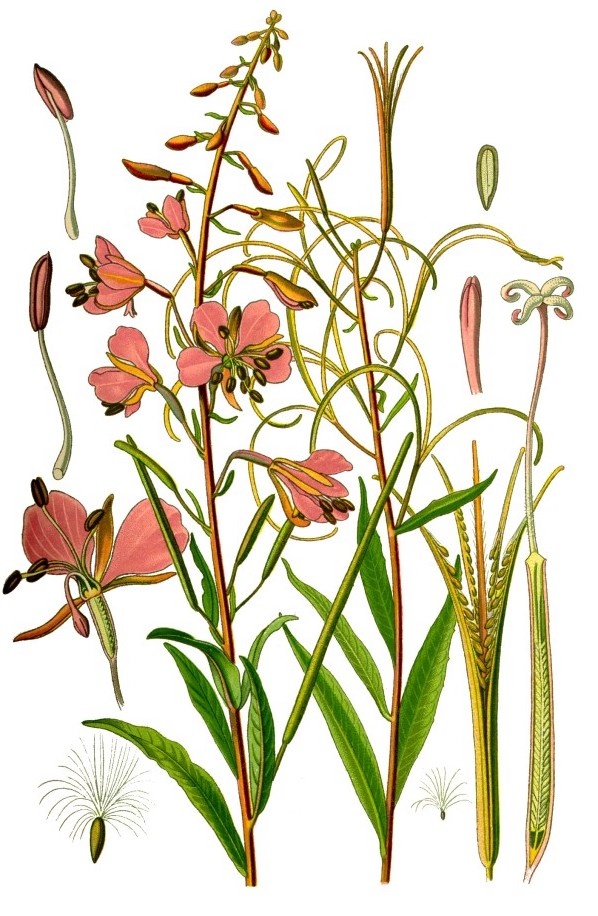 Иван-чай (кипрей) на немецкой ботанической иллюстрации 1885 года