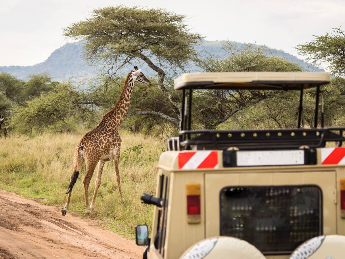 Сафари в Танзании