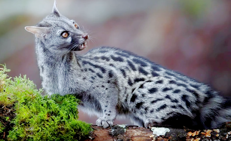 Лат. Genetta genetta. Источник фото: flickr.com