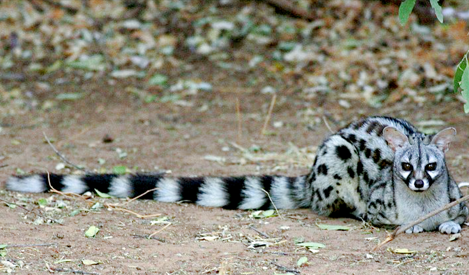 Снимок: sciifii.fandom.com