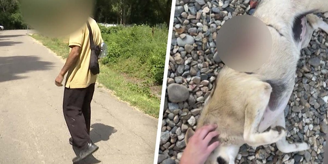 Очевидцы рассказали подробности нападения мужчины с ножом на собаку в Краснодаре