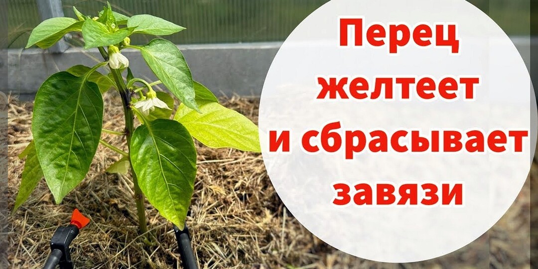 Перцы не растут и не развиваются, как им помочь: самое главное об уходе за перцами в середине лета