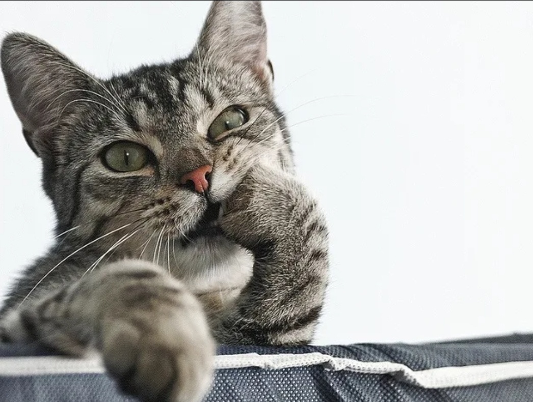 Яндекс-картинки