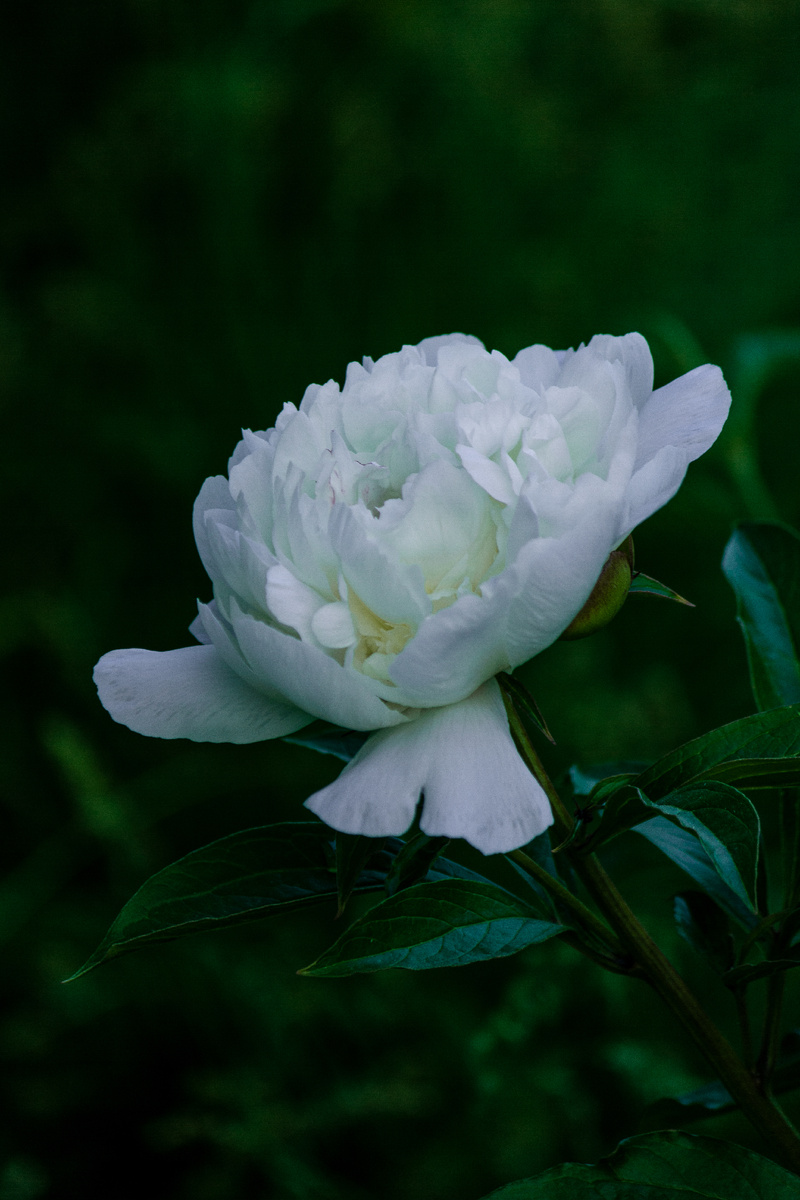 Белый пион (авторство Андрей Батуркин. Снято на Sony Nex C3 + Гелиос 77М-4)