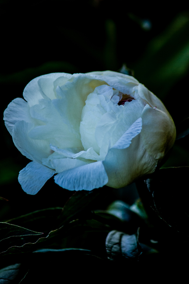 Белый пион (авторство Андрей Батуркин. Снято на Sony Nex C3 + Гелиос 77М-4