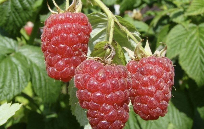 Уход за малиной после сбора урожая: 7 важных шагов для отличного плодоношения в следующем году