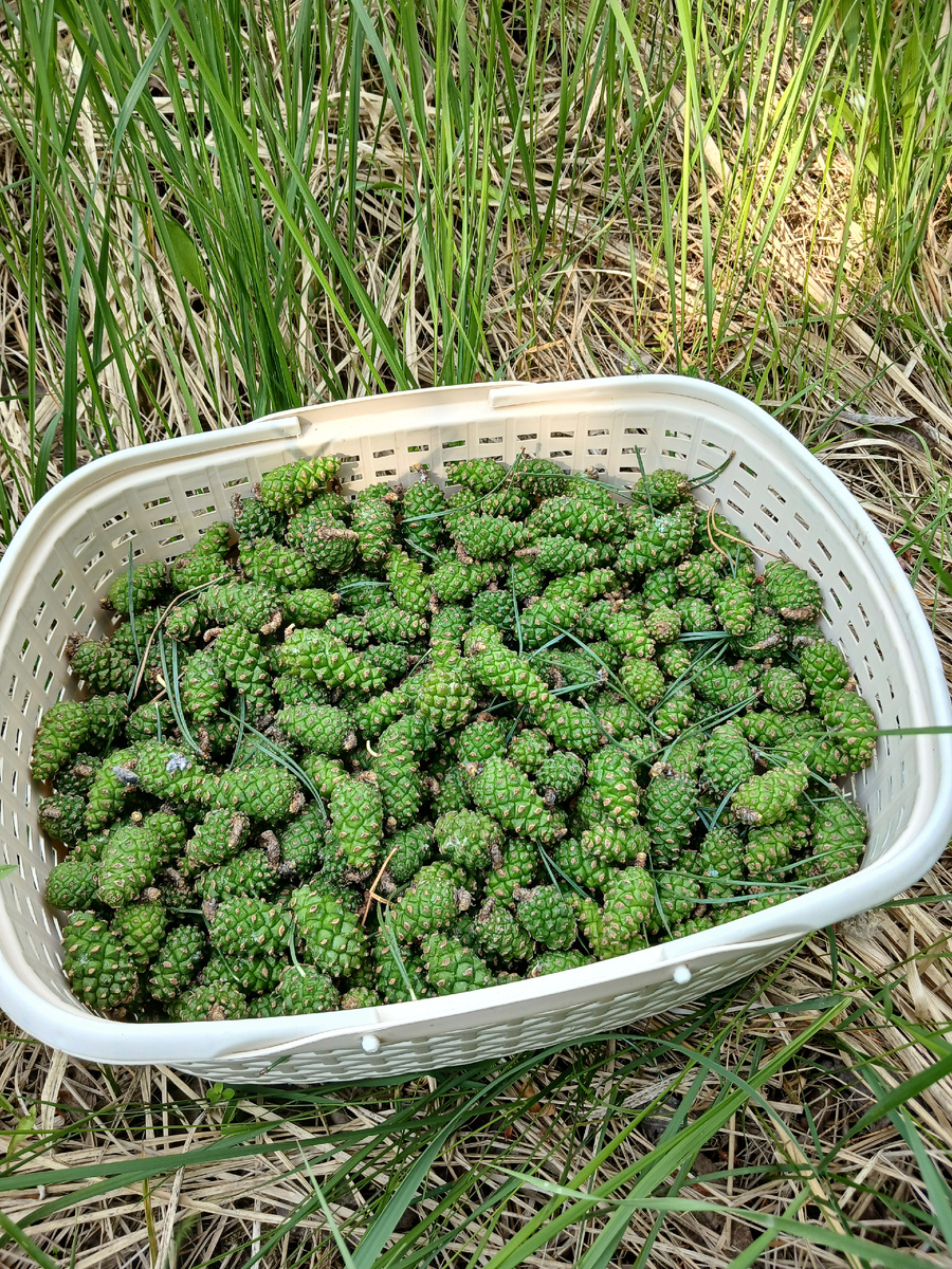 Сбор шишек июнь 2025 г.