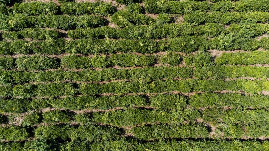 Субтропический научный центр Российской академии наук