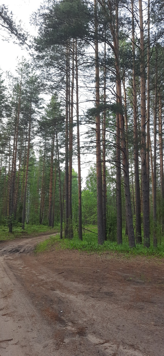 Лес в Марий Эл